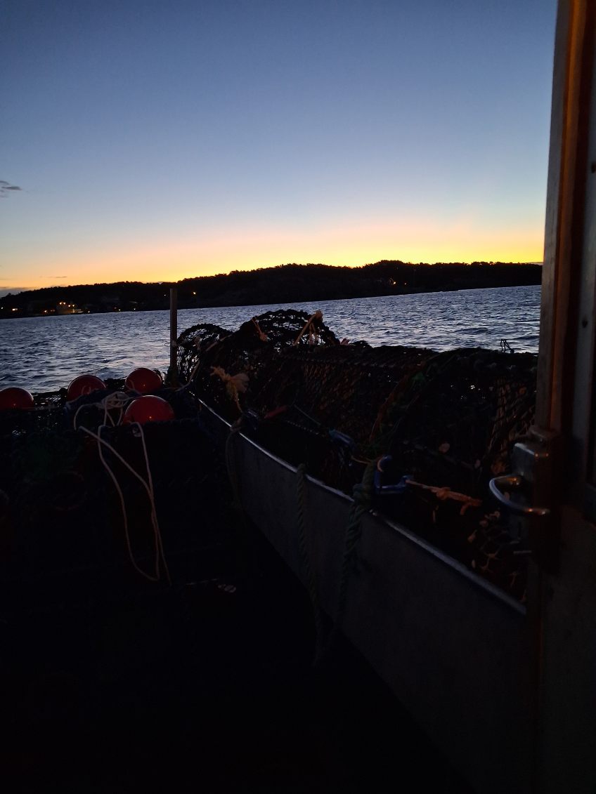 Hummerfiske – en dag i en bohuslännings vardag